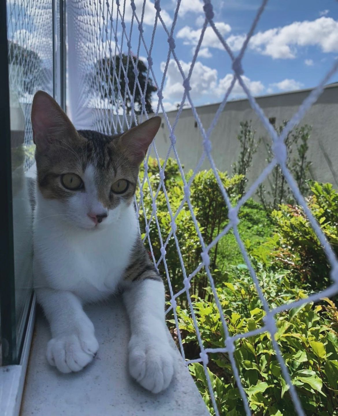 Rede de proteção para animais de estimação
